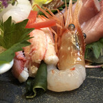 醍醐 - 富山海老(ボタンエビ)