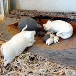 cafe 風車の丘 - 豚の置物