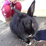cafe 風車の丘 - 黒ウサギのべらちゃん