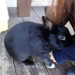 cafe 風車の丘 - 黒ウサギのべらちゃん（発情中）だって男の子なんだもん♪