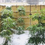 四川担担麺 蒼雲 - 