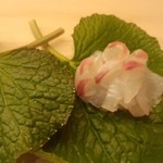 鮨 生粋 - 天然明石鯛。