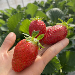 姫路ハートフル観光農園 - 