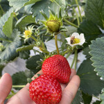 姫路ハートフル観光農園 - 