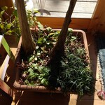 うれしいもの屋 - 店内