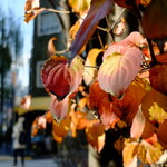 志な乃 - 季節季節のcolorに触れて