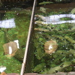 博多料亭 稚加榮 - アラ（関東ではクエ）と虎河豚