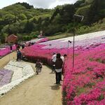 ヤマサ蒲鉾株式会社　かまぼこ工房　夢鮮館 - 芝桜の小道