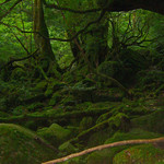 Yakushima Gurin Hoteru - 