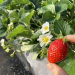 姫路ハートフル観光農園 - 