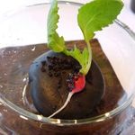 MAISON LAFITE - ◆？？大根（糸島で栽培されているそうです）とオリーブ。 