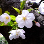 ベッカライ ビオブロート - 春、桜が綺麗（＾＾）ｖ