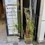 Kashou Kikuya - 店の前に茂っていた柳の挿木？