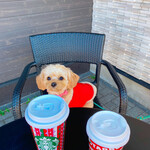 スターバックス コーヒー - 