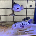 東 - ふくさま遊泳中