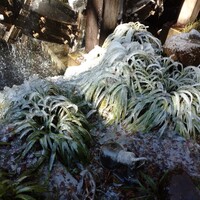 黒茶屋 - なんと 凍ってる～～樹氷みたい     樹氷 は 木かなあ   ・・ これは 何て云うのだろう
