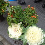 ビストロ ダイア - 店の前の唐辛子