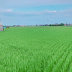 大和 - のどかな田園風景の中にお店はあります♪
