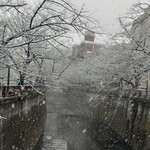 八雲 - 雪の目黒川