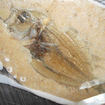 Onomichi Ramen Nanaya - 小魚せんべいもディスプレイ