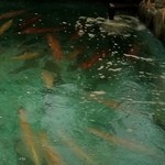 河太郎 - 刺激が加わると、いかは赤くなるようです。