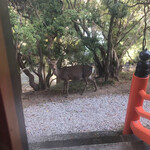 メインダイニングルーム 三笠 - 奈良らしく鹿さんも遊びに来ますよ( *´艸`)♡