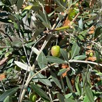 ル モンド グルマン - 