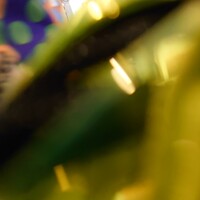 京料理 先斗町 富美家 - 