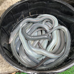 うなぎ亭 友栄 - 