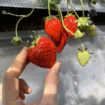 姫路ハートフル観光農園 - 