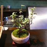 みかわ 是山居 - ミニ盆栽＠2012/12