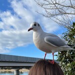 さくめ - 佐久米駅のユリカモメ