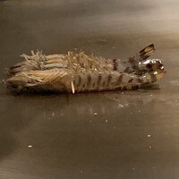 鉄板焼･焼肉 なにわ (リーガロイヤルホテル大阪) - 