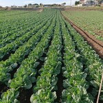 いわた - キャベツ畑