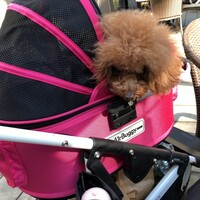 アン カフェ - さっき買った”焼き芋”が気になるシェリｗ
