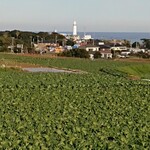 いわた - キャベツ畑のむこうに犬吠埼灯台