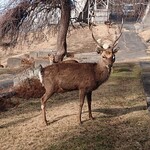 金華山黄金山神社 食堂 - (2022.01)