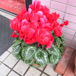 一寛 - 店頭で咲くシクラメン