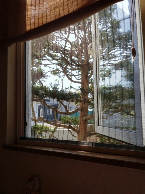 季節料理 わかめ - 糸井（居酒屋）の写真