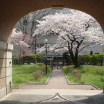 東北大学片平キャンパス北門食堂 - 片平キャンパスの桜。