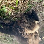 金城パーラー - 