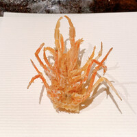 天てんぷら うち津 - 