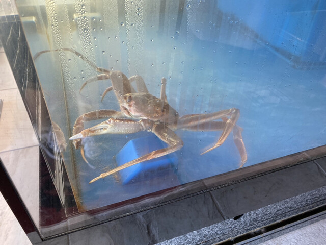 Toyota Koura Honten photo 4