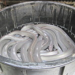 しんきょう - 巳年ということで？蛇の代わりにウナ様画像を（汗）