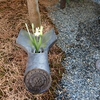 木山 - お庭に必ず瓦に活けたお花があります。