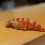 鮨 はしもと - 車海老