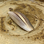 鮨 大地 - 追加の小肌