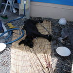 コスモスコーヒー - 看板犬２匹は暑さでお昼寝中・・・