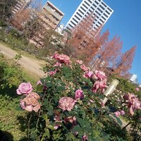 オールデイダイニング リモネ(リーガロイヤルホテル大阪) - ホテルの近くの公園
