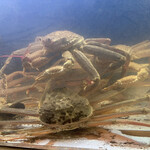 食彩厨房 甚兵衛 - ズワイガニ